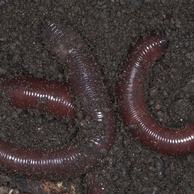 Oligochaeta (class) (Unidentified earthworm) at Bulli, NSW - 7 Oct 2024 by jb2602