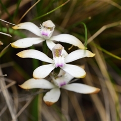 Caladenia ustulata (Brown Caps) at Acton, ACT - 11 Oct 2024 by RobertD