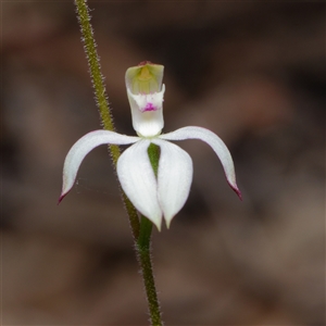 Caladenia moschata at Acton, ACT - suppressed