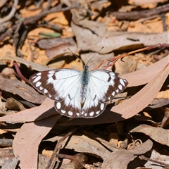 Belenois java (Caper White) at Cotter River, ACT - 10 Oct 2024 by DPRees125