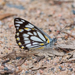 Belenois java at Cotter River, ACT - 11 Oct 2024 10:51 AM