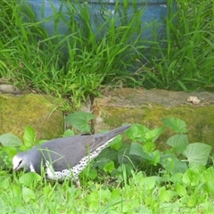 Leucosarcia melanoleuca (Wonga Pigeon) at Oakdale, NSW - 12 Oct 2024 by bufferzone