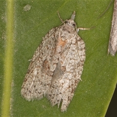 Isotenes miserana (Orange Fruit Borer) at Melba, ACT - 7 Oct 2024 by kasiaaus