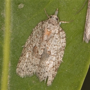 Isotenes miserana at Melba, ACT - 7 Oct 2024 11:40 PM