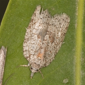 Isotenes miserana at Melba, ACT - 7 Oct 2024 11:40 PM