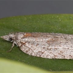 Isotenes miserana at Melba, ACT - 7 Oct 2024 11:40 PM