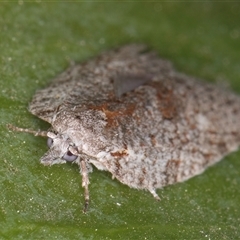 Isotenes miserana at Melba, ACT - 7 Oct 2024 11:40 PM