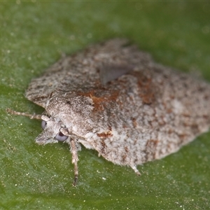 Isotenes miserana at Melba, ACT - 7 Oct 2024 11:40 PM