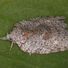 Isotenes miserana at Melba, ACT - 7 Oct 2024 11:40 PM