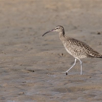 Numenius phaeopus (Whimbrel) at Camden Head, NSW - 12 Oct 2024 by rawshorty