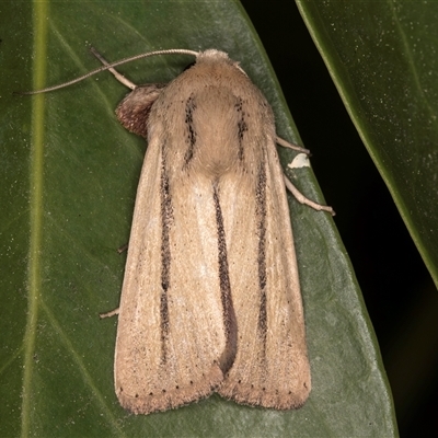 Leucania diatrecta (A Noctuid moth) at Melba, ACT - 7 Oct 2024 by kasiaaus