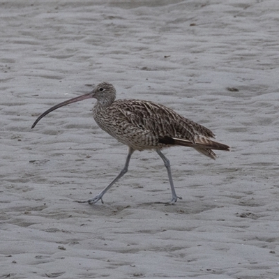 Numenius madagascariensis (Eastern Curlew) at Port Macquarie, NSW - 10 Oct 2024 by rawshorty