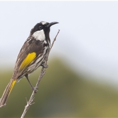 Phylidonyris niger (White-cheeked Honeyeater) at Bonny Hills, NSW - 12 Oct 2024 by rawshorty