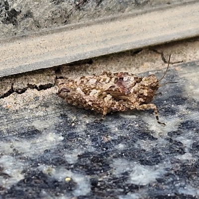 Tetrigidae (family) (Pygmy grasshopper) at Parkesbourne, NSW - 12 Oct 2024 by trevorpreston