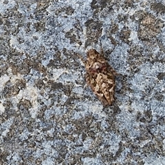 Tetrigidae (family) at Parkesbourne, NSW - 12 Oct 2024 11:32 AM
