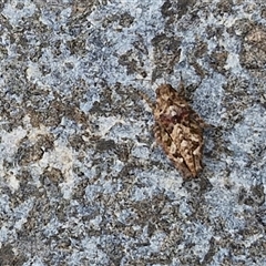 Tetrigidae (family) at Parkesbourne, NSW - 12 Oct 2024 11:32 AM
