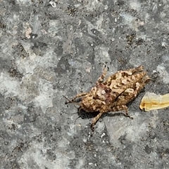 Tetrigidae (family) at Parkesbourne, NSW - 12 Oct 2024 11:32 AM