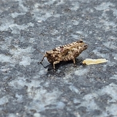 Tetrigidae (family) at Parkesbourne, NSW - 12 Oct 2024 11:32 AM