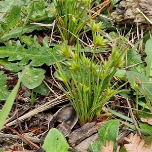 Juncus capitatus at Parkesbourne, NSW - 12 Oct 2024 12:19 PM