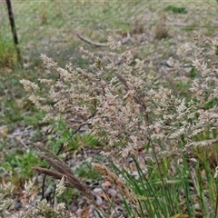 Holcus lanatus (Yorkshire Fog) at Parkesbourne, NSW - 12 Oct 2024 by trevorpreston