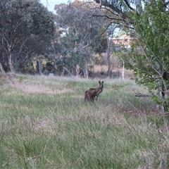 Macropus giganteus (Eastern Grey Kangaroo) at Melba, ACT - 11 Oct 2024 by dhkmapr