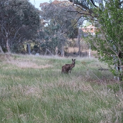 Macropus giganteus (Eastern Grey Kangaroo) at Melba, ACT - 11 Oct 2024 by dhkmapr