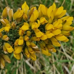 Ulex europaeus (Gorse) at Parkesbourne, NSW - 12 Oct 2024 by trevorpreston