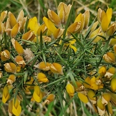 Ulex europaeus at Parkesbourne, NSW - 12 Oct 2024 11:24 AM