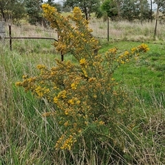 Ulex europaeus at Parkesbourne, NSW - 12 Oct 2024 11:24 AM