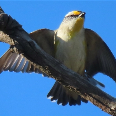 Pardalotus striatus (Striated Pardalote) at Symonston, ACT - 1 Oct 2024 by RobParnell