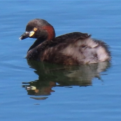 Tachybaptus novaehollandiae (Australasian Grebe) at Symonston, ACT - 1 Oct 2024 by RobParnell