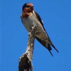 Hirundo neoxena (Welcome Swallow) at Symonston, ACT - 1 Oct 2024 by RobParnell