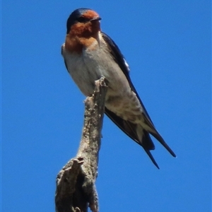 Hirundo neoxena at Symonston, ACT - 1 Oct 2024 02:11 PM