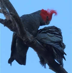 Callocephalon fimbriatum (Gang-gang Cockatoo) at Symonston, ACT - 11 Oct 2024 by RobParnell