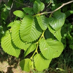 Ulmus procera at Fyshwick, ACT - 12 Oct 2024 10:39 AM