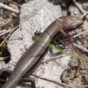 Lampropholis delicata at Hall, ACT - 12 Oct 2024 10:06 AM