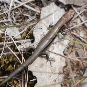 Lampropholis delicata at Hall, ACT - 12 Oct 2024 10:06 AM