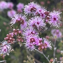 Kunzea parvifolia (Violet Kunzea) at Bruce, ACT - 12 Oct 2024 by Clarel