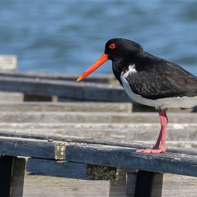 Haematopus longirostris (Australian Pied Oystercatcher) at North Haven, NSW - 11 Oct 2024 by rawshorty