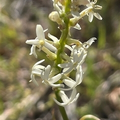 Stackhousia monogyna (Creamy Candles) at Kenny, ACT - 10 Oct 2024 by Clarel