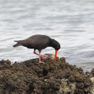 Haematopus fuliginosus (Sooty Oystercatcher) at Camden Head, NSW - 12 Oct 2024 by rawshorty