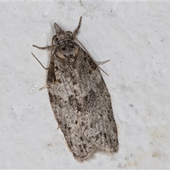 Isotenes miserana at Melba, ACT - 7 Oct 2024 11:41 PM