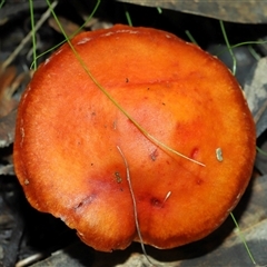 Leratiomcyes ceres (Red Woodchip Fungus) at Yarralumla, ACT - 15 Jun 2024 by TimL