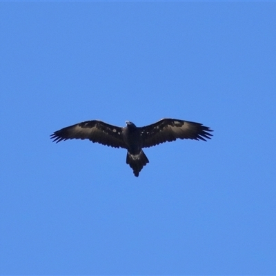 Aquila audax (Wedge-tailed Eagle) at Strathnairn, ACT - 6 Jul 2024 by TimL