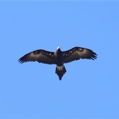 Aquila audax at Strathnairn, ACT - 6 Jul 2024