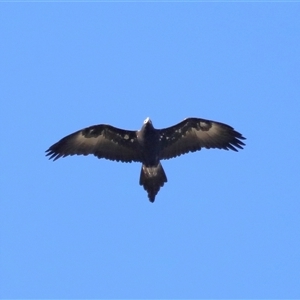 Aquila audax at Strathnairn, ACT - 6 Jul 2024 03:17 PM