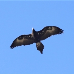 Aquila audax at Strathnairn, ACT - 6 Jul 2024 03:17 PM