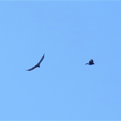 Aquila audax at Strathnairn, ACT - 6 Jul 2024 03:17 PM