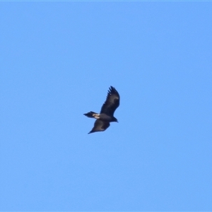 Aquila audax at Strathnairn, ACT - 6 Jul 2024 03:17 PM