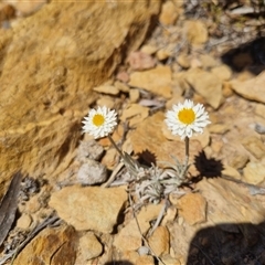 Leucochrysum albicans subsp. tricolor (Hoary Sunray) at Bungendore, NSW - 12 Oct 2024 by clarehoneydove